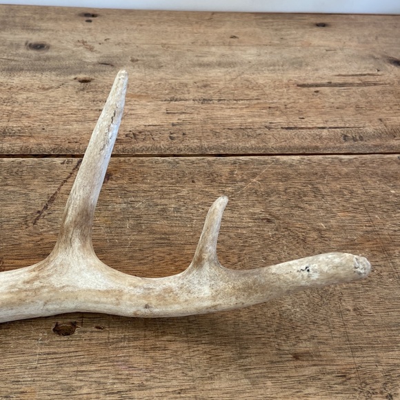 Decorative Antler - Picture 7 of 8